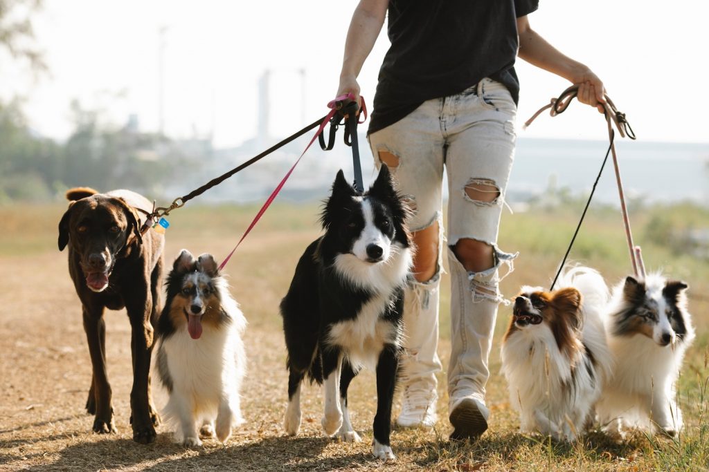 How to Get Paid to Walk Dogs and Do Something You Love